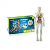 Human Anatomy – Lære og oppdage – Modellkit av menneskekroppen