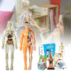 Human Anatomy – Lære og oppdage – Modellkit av menneskekroppen