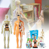 Thumbnail for Human Anatomy – Lære og oppdage – Modellkit av menneskekroppen