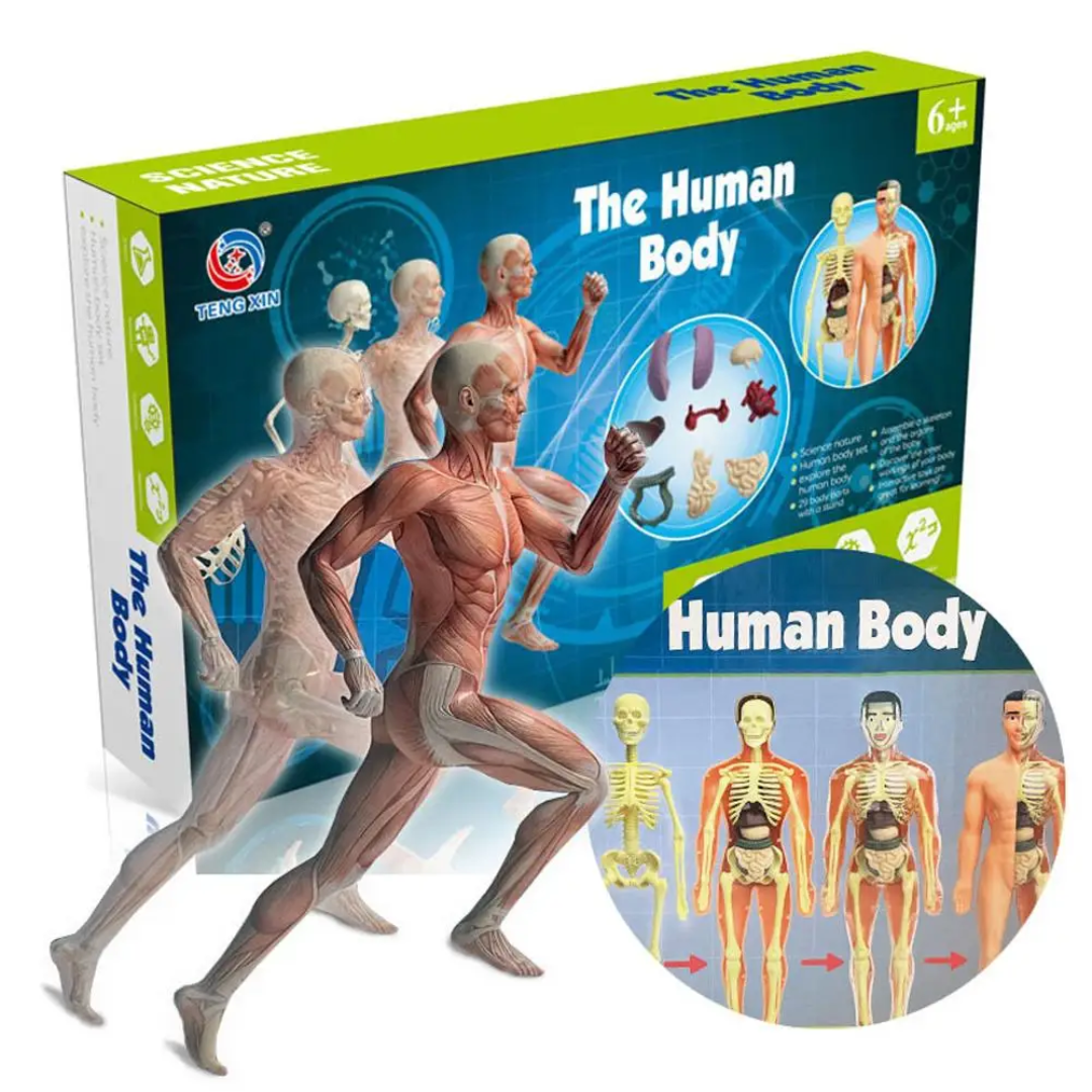 Human Anatomy – Lære og oppdage – Modellkit av menneskekroppen