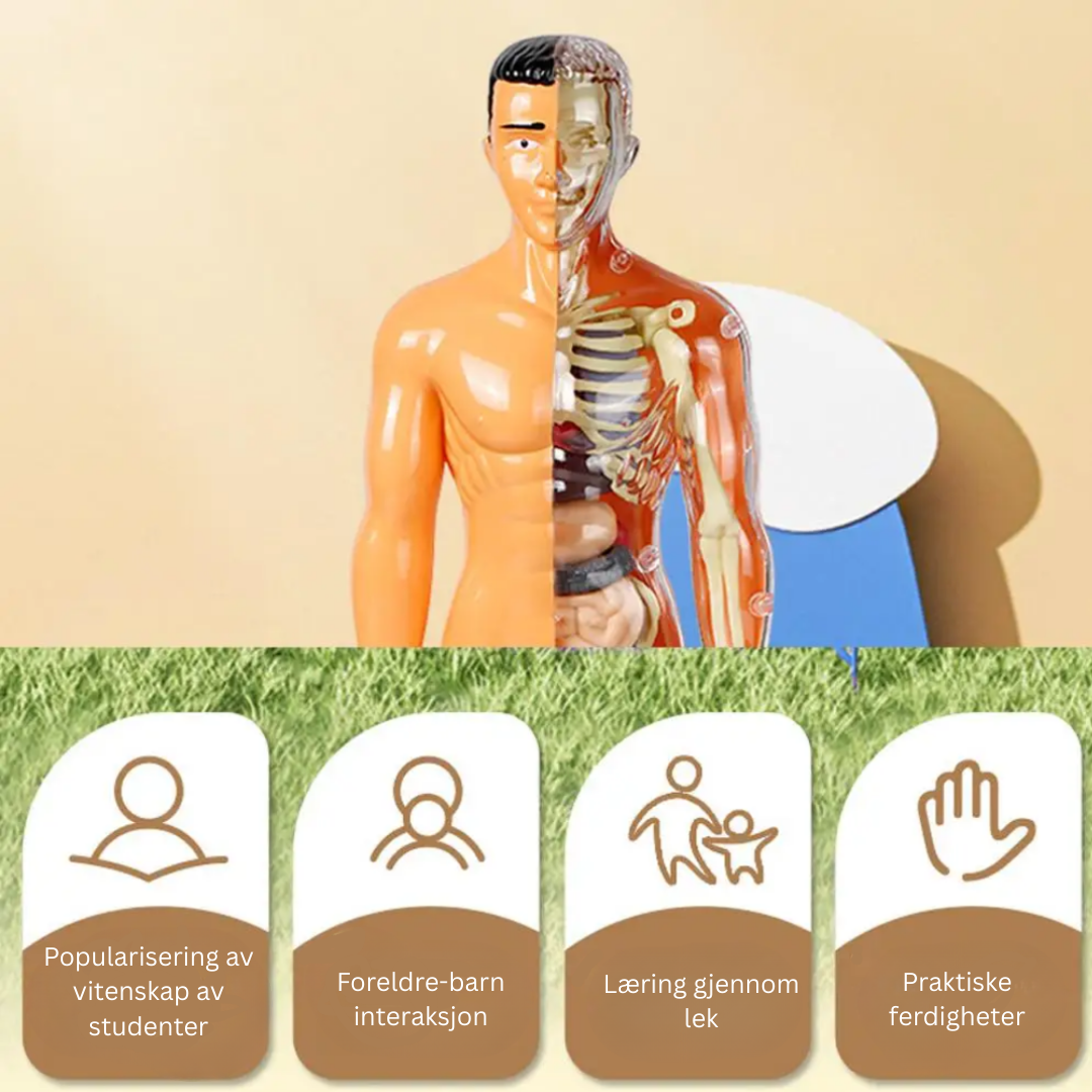 Human Anatomy – Lære og oppdage – Modellkit av menneskekroppen
