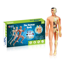 Thumbnail for Human Anatomy – Lære og oppdage – Modellkit av menneskekroppen