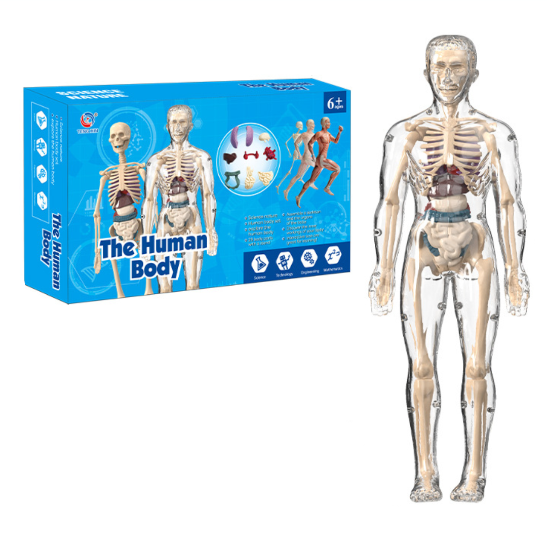 Human Anatomy – Lære og oppdage – Modellkit av menneskekroppen