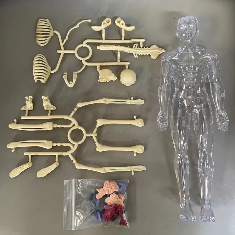Human Anatomy – Lære og oppdage – Modellkit av menneskekroppen