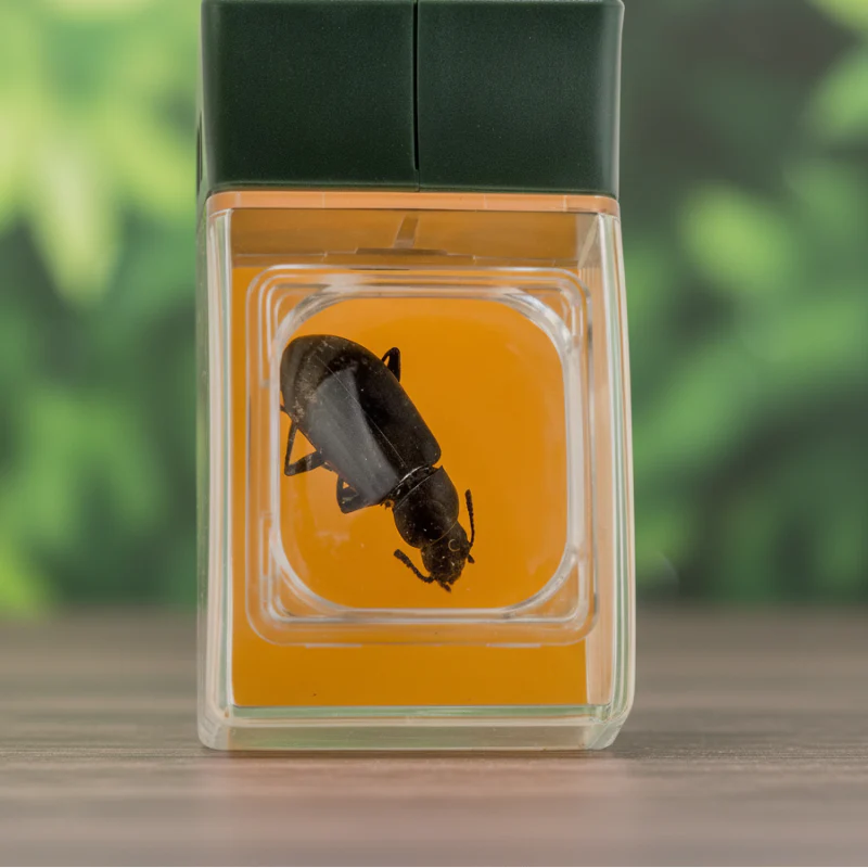 Bug Catcher with Magnifier – Oppdagende & lærerikt – Insektfanger