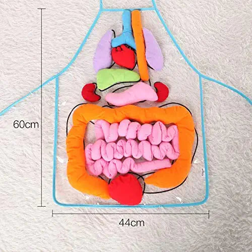 Anatomy Apron™ | Utforsk kroppen på en interaktiv måte - forkle med menneskelig anatomi